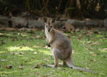 Reports of kangaroo type animal again in the south Kilkenny / Waterford border area