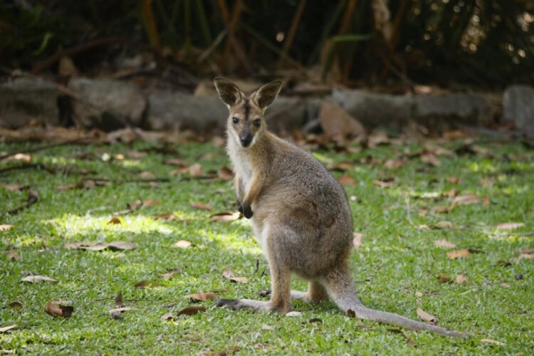 Reports of kangaroo type animal again in the south Kilkenny / Waterford border area