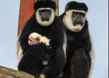 Do you think you could name the newest monkey to arrive at Fota Wildlife Park