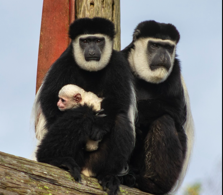Do you think you could name the newest monkey to arrive at Fota Wildlife Park