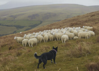 Farmers anxious after a rise in sheep attacks in Kilkenny