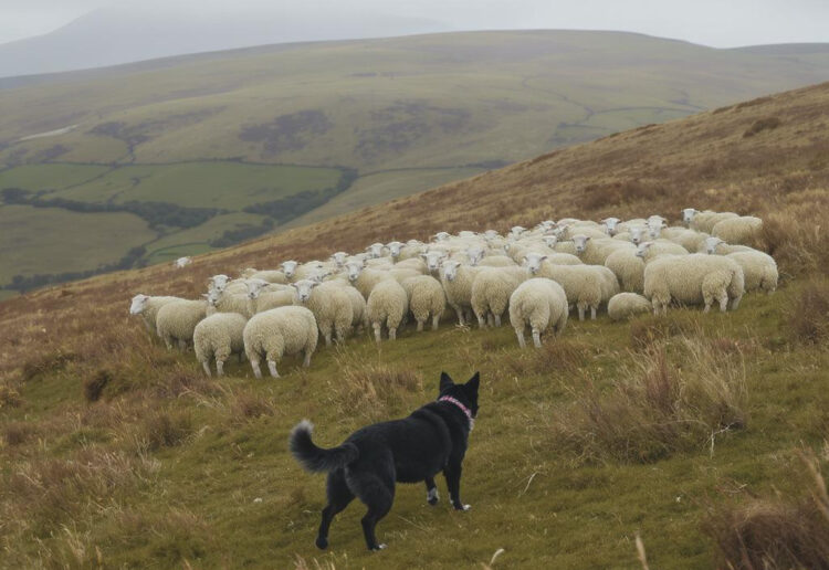 Farmers anxious after a rise in sheep attacks in Kilkenny