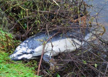 Unusual discovery in riverbank on Carlow Kilkenny border