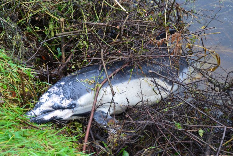 Unusual discovery in riverbank on Carlow Kilkenny border