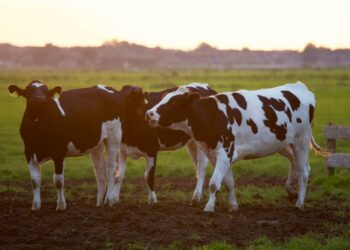 Kilkenny man and ICMSA President Denis Drennan welcomes nitrates derogation extension