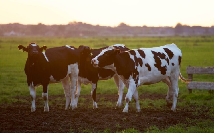 Kilkenny man and ICMSA President Denis Drennan welcomes nitrates derogation extension