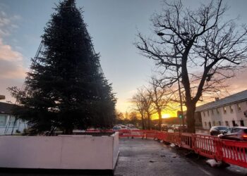 Carlow Rotary Club to officially launch Christmas Remembrance Tree