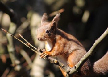 On Red Squirrel Appreciation Day we’re encouraged in Carlow and Kilkenny to help with a survey
