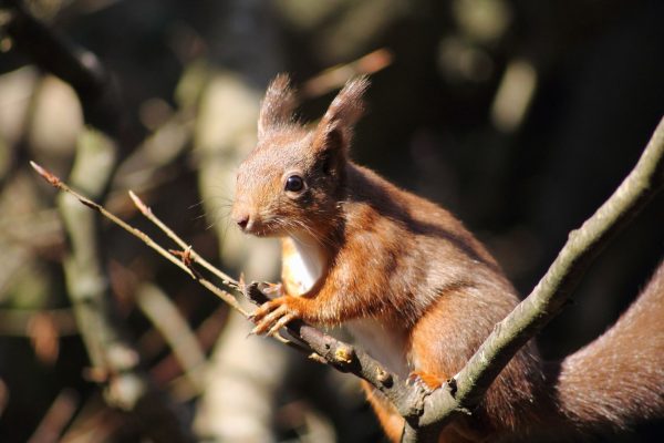 On Red Squirrel Appreciation Day we’re encouraged in Carlow and Kilkenny to help with a survey