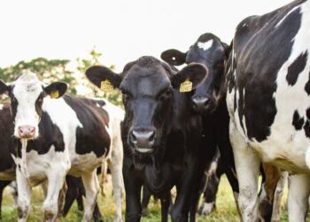 Kilkenny man who heads up ICMSA says while bluetongue is of concern to farmers, there is no risk to food safety or human health