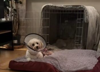 Dog home from vets but could still lose a leg after alleged attack in Carlow town