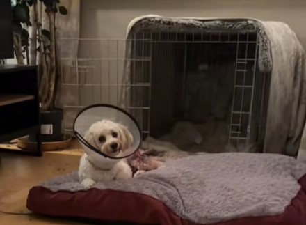 Dog home from vets but could still lose a leg after alleged attack in Carlow town