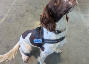 Detector dog Ciara sniffs out contraband in Dublin, Midlands and Rosslare crackdown