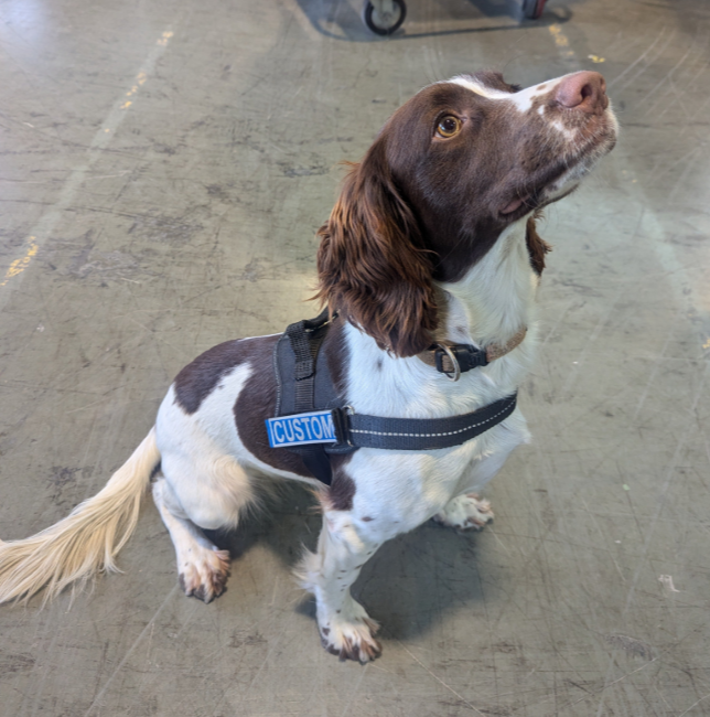 Detector dog Ciara sniffs out contraband in Dublin, Midlands and Rosslare crackdown
