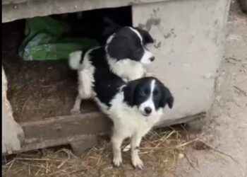 At least four dogs picked up in Kilkenny in multi-agency operation