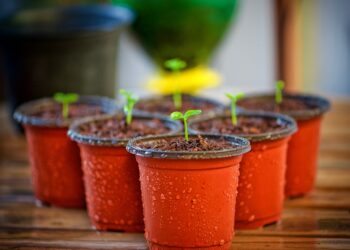 Carlow Launches Seed Library to Boost Community Gardening and Climate Action
