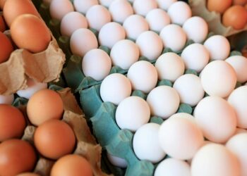 Carlow farmer warns egg shortages could worsen without investment