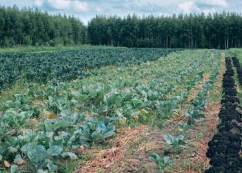 Vegetable growing in Ireland on brink of collapse according to south Kilkenny farmer