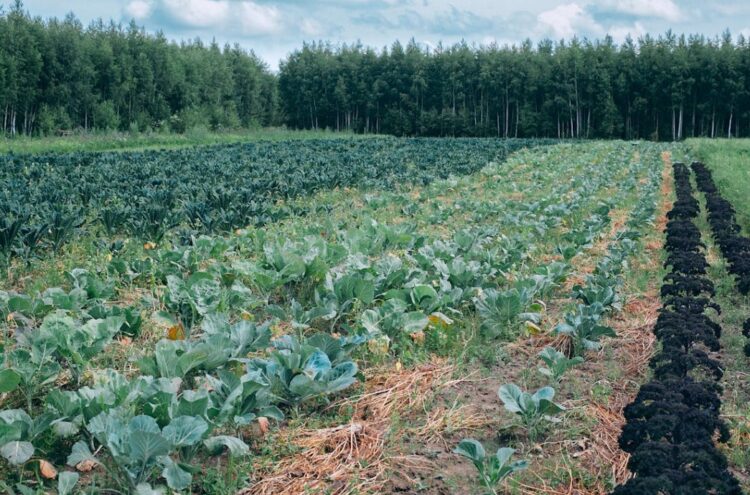 Vegetable growing in Ireland on brink of collapse according to south Kilkenny farmer