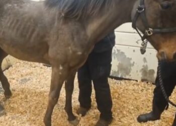 Animal rescue team in ’emergency dash’ to Kilkenny