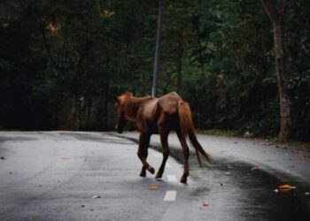 Peaceful protest on animal welfare and road safety to be held in county Tipperary following recent horse death