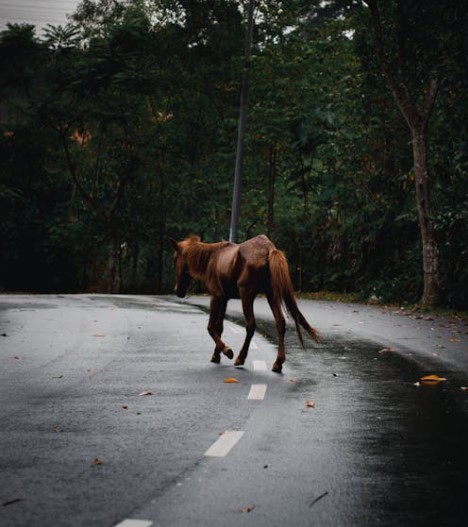 Peaceful protest on animal welfare and road safety to be held in county Tipperary following recent horse death