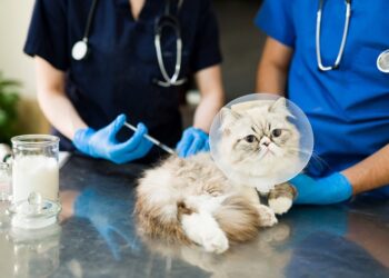 A Carlow/Kilkenny TD has introduced a Bill to prohibit corporates from owning veterinary practices