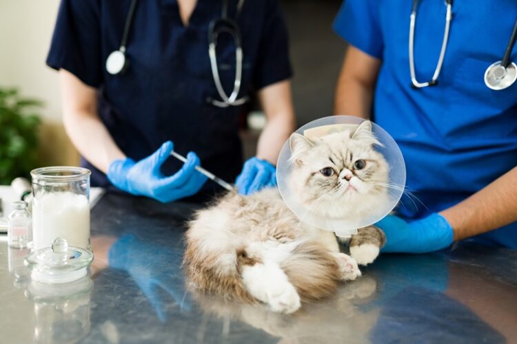 A Carlow/Kilkenny TD has introduced a Bill to prohibit corporates from owning veterinary practices