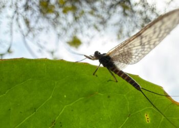 Rare flat-head Mayfly spotted in county Kilkenny
