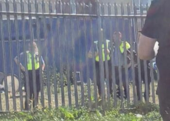 Animal welfare organisation get pony in Carlow to safety