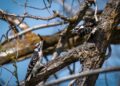 The woodpecker is making a welcome comeback in County Carlow