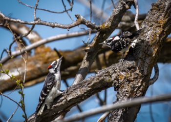 The woodpecker is making a welcome comeback in County Carlow