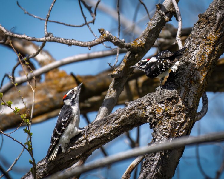 The woodpecker is making a welcome comeback in County Carlow