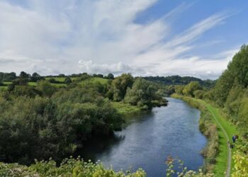 Cattle missing on Carlow Kilkenny border