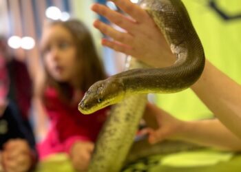 National Reptile Zoo in Kilkenny marks World Snake Day