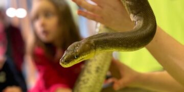 National Reptile Zoo in Kilkenny marks World Snake Day
