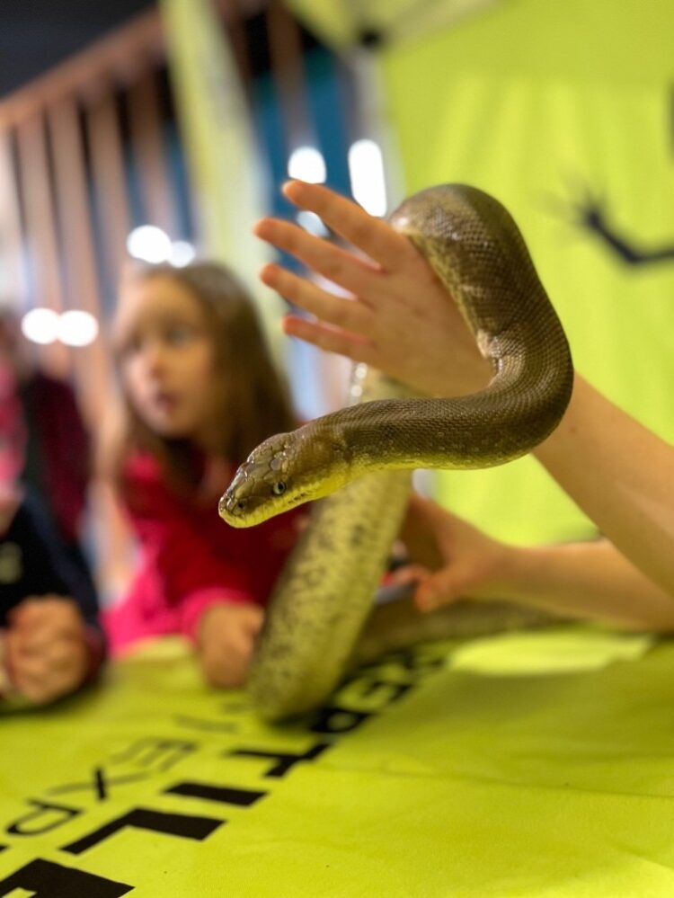 National Reptile Zoo in Kilkenny marks World Snake Day
