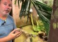 National Reptile Zoo in Kilkenny marks World Lizard Day with some special arrivals