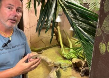 National Reptile Zoo in Kilkenny marks World Lizard Day with some special arrivals