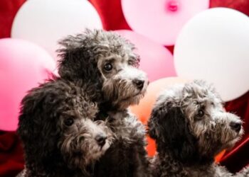 Kilkenny SPCA to benefit from special dog show at Mountain View Markets