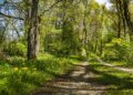 New Birch Wood Loop Walking Trail Set For Official Opening In Tullahought This Evening (Sunday)