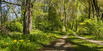 New Birch Wood Loop Walking Trail Set For Official Opening In Tullahought This Evening (Sunday)