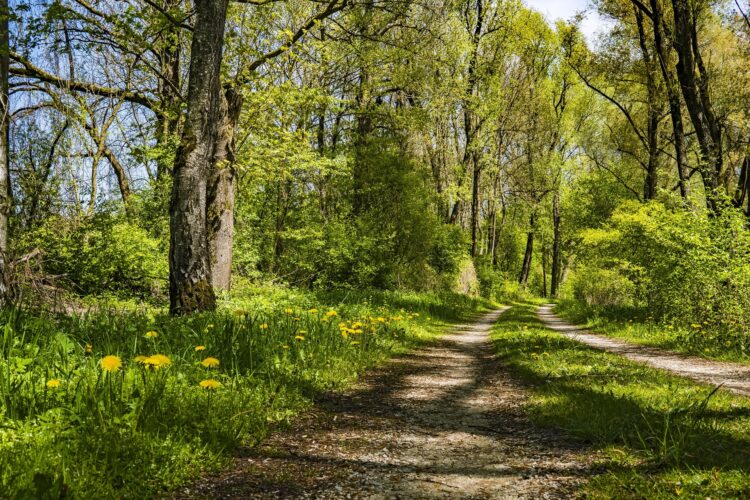 New Birch Wood Loop Walking Trail Set For Official Opening In Tullahought This Evening (Sunday)