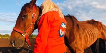 Animal welfare group hits out at what it says its team witnessed at a county Carlow event