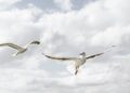Rise in seagull sightings in Kilkenny city
