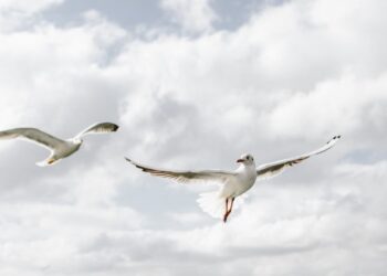 Rise in seagull sightings in Kilkenny city