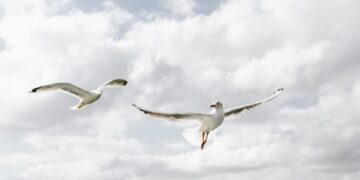 Rise in seagull sightings in Kilkenny city