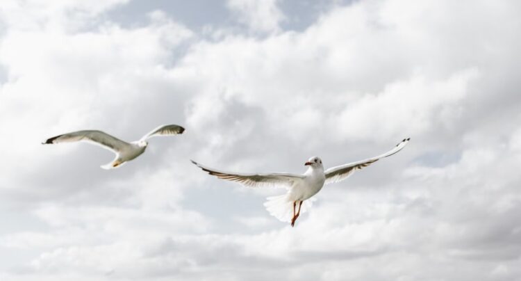 Rise in seagull sightings in Kilkenny city