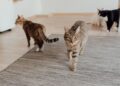 Gardaí investigating deaths of two cats in Kilkenny city