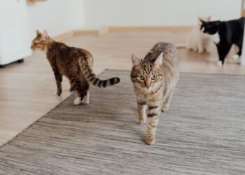 Gardaí investigating deaths of two cats in Kilkenny city